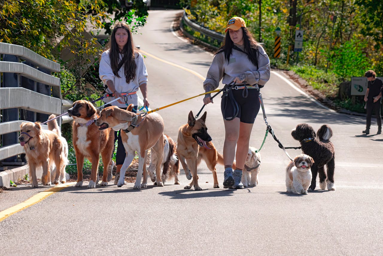 about-us Two women walking several dogs on a sunny outdoor path, enjoying nature.