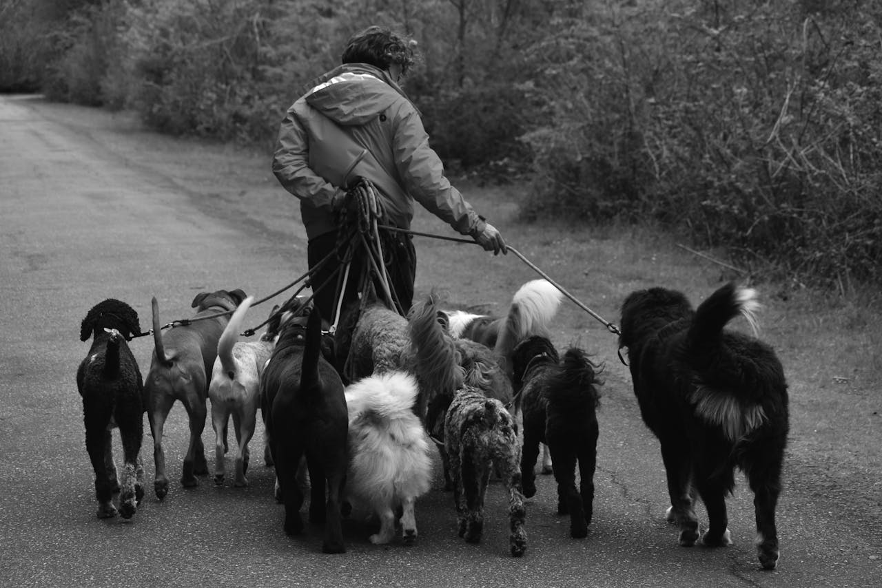 heros-img A woman walking multiple dogs in a park, captured in black and white.