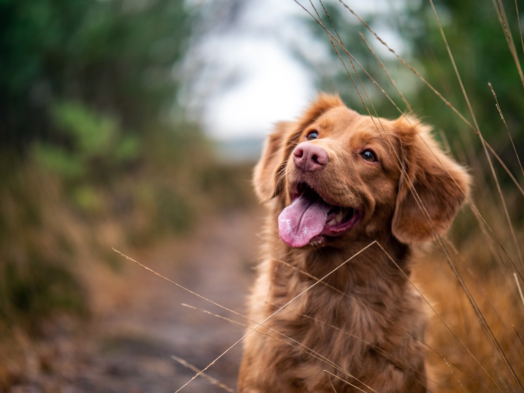 San Diego's Top Dog Walkers: Keeping Your Pup Happy and Healthy Photo dog walkers