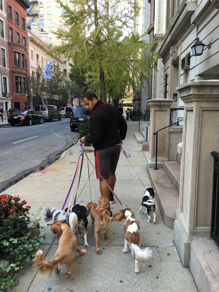 A man walks multiple dogs along a picturesque city sidewalk, showcasing urban pet care.