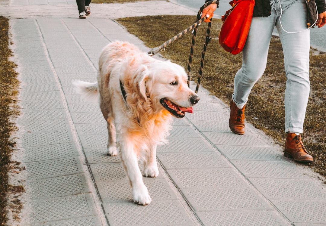 person-walking-beside-golden-retriever-on-the-street-vehdypknx8y